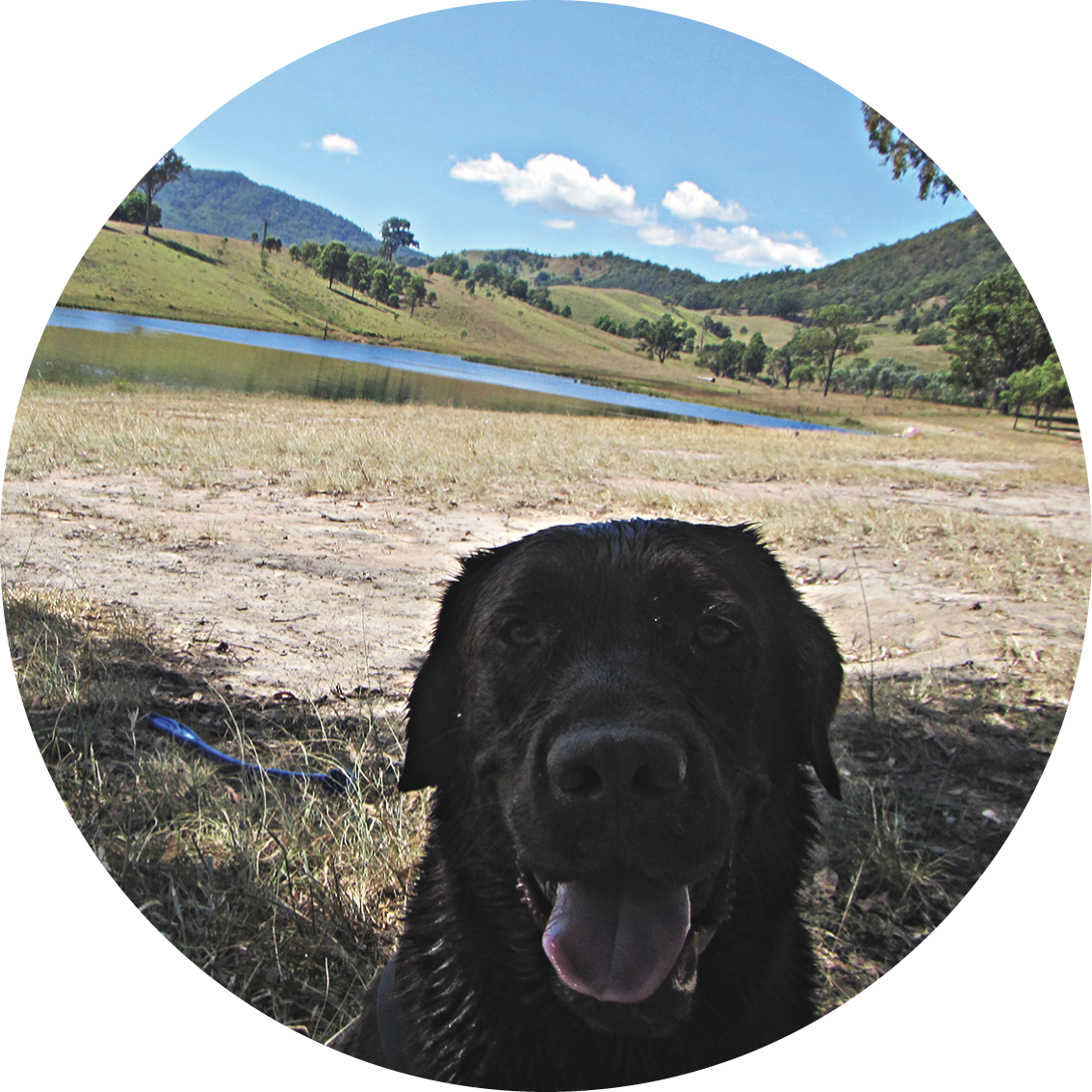 Pet Wall Sticker Eco-Friendly Fabric Decal - A Creative Hart